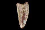 Serrated, Fossil Phytosaur (Machaeroprosopus) Tooth - New Mexico #133281-1